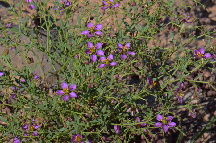 California Fagonbush has small leaves and thin stems with a protective waxy covering that helps the plant survive extreme arid conditions. Fagonia laevis 